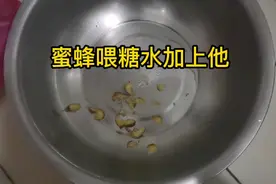 这样给蜜蜂喂糖水过冬很简单视频封面