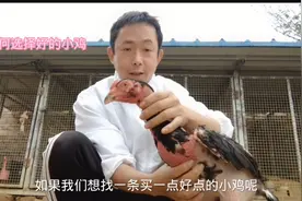 教大家如何选择斗鸡苗，从质量开始挑选视频封面
