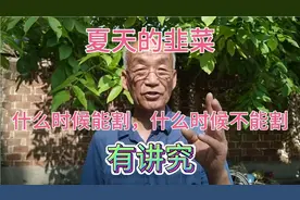 夏天的韭菜有6月的臭韭菜之说，真的不能割着吃吗？老张这么说。视频封面