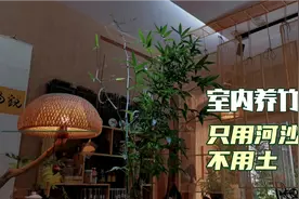 纯河沙养竹子，室内养一年后，翠绿幽寂，装饰效果相当不错视频封面