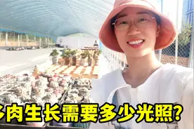 给多肉遮阳后测光照强度，为什么不能强晒太阳，一天要晒多长时间视频封面