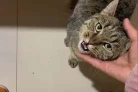 离家出走20天的狸花猫回来了，不停的跟我诉苦，心疼死了