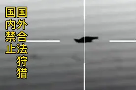 国外野猪泛滥，夜晚使用红外线，爆头狩猎，一起来看看视频封面