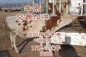 黑龙江东南牛市 ，架子牛小牤牛交易加快，什么价成交这么快视频封面