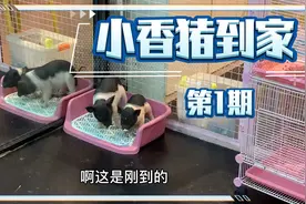 小香猪一到家就会定点上厕所了？这是为什么呢？