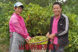 爷爷带孙女去旅游，目的地是大山里，奶奶看见榛子丰收哼起了小曲视频封面