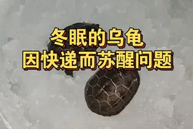 冬眠的乌龟能快递吗？醒了怎么办？冬季买龟到家处理步骤过温方法视频封面
