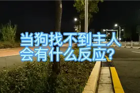 当狗找不到主人会有什么反应？遛狗故意丢狗看泰迪还敢不敢乱跑！