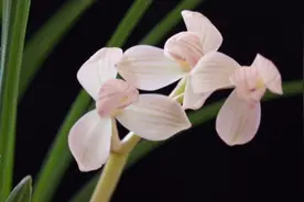 兰花小讲堂《莲瓣兰粉荷欣赏》视频封面