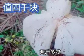 这可能是世界上最大的鸡枞有二斤多，值四千块钱