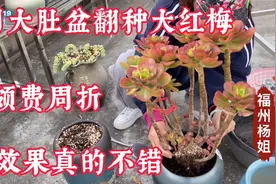 用大肚盆翻种大红梅，虽然颇费一番周折，效果真的不错！视频封面