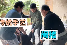 农村传统手艺，2个小时阉割27头母猪，厉害了视频封面