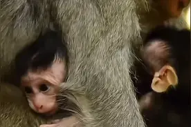 被弃养双胞胎小猴后续来了，故事又有怎样的发展呢？一起去看看吧视频封面