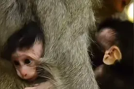 被弃养双胞胎小猴后续来了，故事又有怎样的发展呢？一起去看看吧