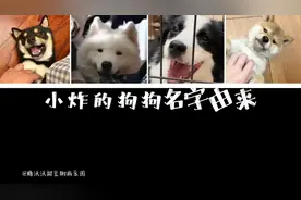 【时代少年团】
马嘉祺宋亚轩刘耀文张真源的宠物狗狗名字的由来