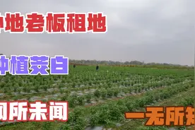 外地老板到合浦租地种植茭白，做为南方人还真不知道什么是茭白视频封面