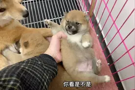 出生16天的小柴犬，刚要拿就挥舞着小手不让碰，没想到脾气这么大