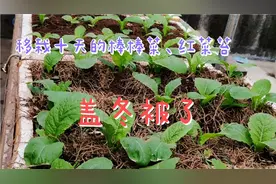 棒棒菜、红菜苔容易种不到十天就长得很好！今天给菜“盖冬被”！视频封面