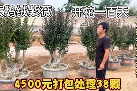 “天鹅绒”号称紫薇中的天花板，山东李哥刚淘来38颗，4500元值吗视频封面