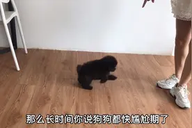 养了一个多月的灰泰迪，马上面临尴尬期，迟迟不让发货这是啥原因