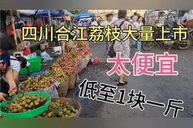 四川荔枝大量上市，由于今年荔枝太多，市场价大跌，低至一块一斤视频封面