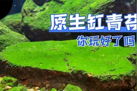 原生缸青苔怎么样才能玩好，我来告诉你！视频封面
