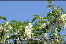 河北省隆尧县一农村洋槐花开花怪异现象……
