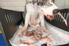 狗子吃鹌鹑，嘎嘣脆