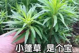 路边的小蓬草煮水，没想到有这么好的价值？今天分享给大家