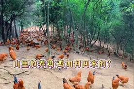 都会问深山里放养土鸡，到了晚上鸡会回来吗，鸡是如何自己回来的