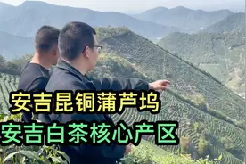 大鹏定制了40斤安吉白茶，天花板级别的，来自安吉昆铜蒲芦坞视频封面