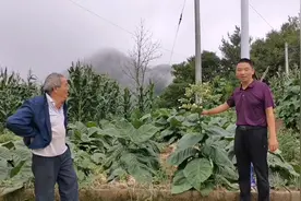 老大爷种植这种特别的烟叶补贴家用视频封面