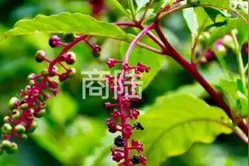 商陆又称“见肿消”可想而知它对消肿这块是非常厉害的