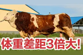 成年土黄牛体重500斤，西门塔尔种公牛1500斤，可以一起配种吗？视频封面