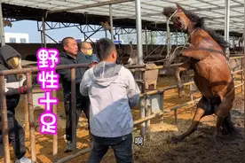 11000元买匹野性十足的马脾气好大，5个大汗治不了它，太危险了！视频封面