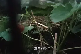 为啥想吃这个草莓？还是没成熟了！😅😅视频封面