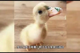 周公解梦之梦见鸭子视频封面