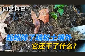 花盆里发现蚯蚓，是好是坏？原来我们一直被骗了，它后果这么严重视频封面