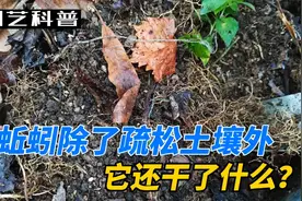 花盆里发现蚯蚓，是好是坏？原来我们一直被骗了，它后果这么严重视频封面