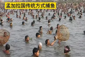 孟加拉国传统的捕鱼节，人们用特制的鱼篓捕鱼，河道里面鱼很多视频封面