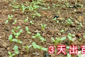 楼顶种菜，茼蒿种子按这3步来播种，出苗快又齐，来看看？视频封面