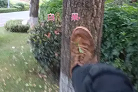 很多人不知道银杏树果实是我们常吃的白果视频封面