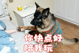 女主人生病了，可把德牧担心坏了，贴心的陪着主人，真是个好宝宝视频封面
