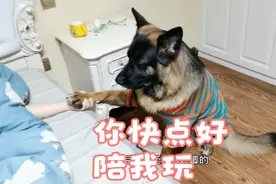 女主人生病了，可把德牧担心坏了，贴心的陪着主人，真是个好宝宝视频封面