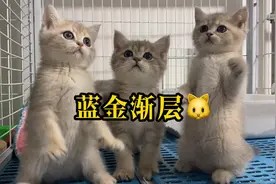 同样都是11色的蓝金渐层，价格为什么相差一倍，如何辨别纹和环？