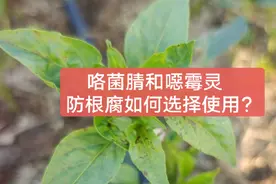 咯菌腈和噁霉灵，哪个防治根腐病效果好？如何选择？视频封面
