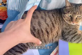 主人离家几天，狸花猫反而变胖了？视频封面