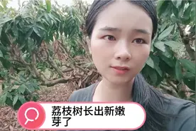 荔枝树:剪枝条一星期后长出了很多嫩芽了！视频封面