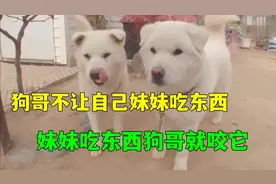 狗哥不让狗妹吃东西，狗妹吃东西狗哥就咬狗妹，狗妹：我太难了