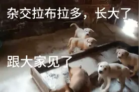 杂交拉多，长得真快，短短十多天，长了三斤，做种一流